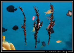 A school of Solenostomus paradoxus :-) by Raoul Caprez 